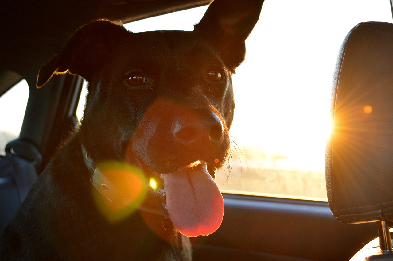 wakacje z psem, czarny pies w samochodzie, który wystawia język