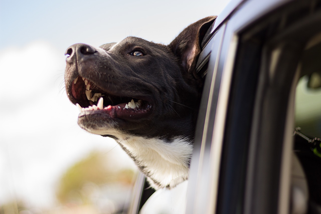 wakacje z psem, pies wystawiający głowę z okna samochodu